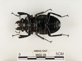 中文名:鬼艷鍬形蟲(3602-39)學名:Odontolabis siva Hope & Westwood, 1845(3602-39)中文別名:鬼豔鍬形蟲