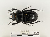 中文名:鬼艷鍬形蟲(3602-39)學名:Odontolabis siva Hope & Westwood, 1845(3602-39)中文別名:鬼豔鍬形蟲