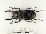 中文名:鬼艷鍬形蟲(4219-376)學名:Odontolabis siva Hope & Westwood, 1845(4219-376)中文別名:鬼豔鍬形蟲