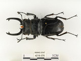 中文名:鬼艷鍬形蟲(4219-376)學名:Odontolabis siva Hope & Westwood, 1845(4219-376)中文別名:鬼豔鍬形蟲