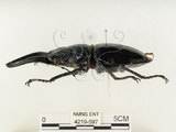 中文名:鬼艷鍬形蟲(4219-597)學名:Odontolabis siva Hope & Westwood, 1845(4219-597)中文別名:鬼豔鍬形蟲
