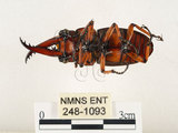 中文名:兩點鋸鍬形蟲(248-1093)學名:Prosopocoilus blanchardi (Parry, 1873)(248-1093)中文別名:雙紅鋸鍬形蟲