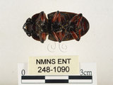 中文名:兩點鋸鍬形蟲(248-1090)學名:Prosopocoilus blanchardi (Parry, 1873)(248-1090)中文別名:雙紅鋸鍬形蟲