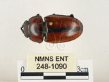 中文名:兩點鋸鍬形蟲(248-1090)學名:Prosopocoilus blanchardi (Parry, 1873)(248-1090)中文別名:雙紅鋸鍬形蟲
