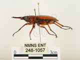中文名:兩點鋸鍬形蟲(248-1057)學名:Prosopocoilus blanchardi (Parry, 1873)(248-1057)中文別名:雙紅鋸鍬形蟲