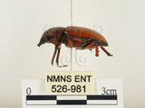 中文名:兩點鋸鍬形蟲(526-981)學名:Prosopocoilus blanchardi (Parry, 1873)(526-981)中文別名:雙紅鋸鍬形蟲