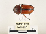 中文名:兩點鋸鍬形蟲(526-981)學名:Prosopocoilus blanchardi (Parry, 1873)(526-981)中文別名:雙紅鋸鍬形蟲