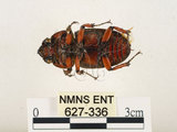 中文名:兩點鋸鍬形蟲(627-336)學名:Prosopocoilus blanchardi (Parry, 1873)(627-336)中文別名:雙紅鋸鍬形蟲