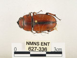 中文名:兩點鋸鍬形蟲(627-336)學名:Prosopocoilus blanchardi (Parry, 1873)(627-336)中文別名:雙紅鋸鍬形蟲