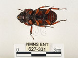 中文名:兩點鋸鍬形蟲(627-331)學名:Prosopocoilus blanchardi (Parry, 1873)(627-331)中文別名:雙紅鋸鍬形蟲