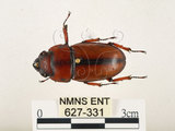 中文名:兩點鋸鍬形蟲(627-331)學名:Prosopocoilus blanchardi (Parry, 1873)(627-331)中文別名:雙紅鋸鍬形蟲