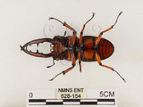 中文名:兩點鋸鍬形蟲(628-154)學名:Prosopocoilus blanchardi (Parry, 1873)(628-154)中文別名:雙紅鋸鍬形蟲