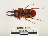 中文名:兩點鋸鍬形蟲(663-15)學名:Prosopocoilus blanchardi (Parry, 1873)(663-15)中文別名:雙紅鋸鍬形蟲