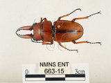 中文名:兩點鋸鍬形蟲(663-15)學名:Prosopocoilus blanchardi (Parry, 1873)(663-15)中文別名:雙紅鋸鍬形蟲
