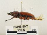 中文名:兩點鋸鍬形蟲(665-5)學名:Prosopocoilus blanchardi (Parry, 1873)(665-5)中文別名:雙紅鋸鍬形蟲