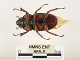 中文名:兩點鋸鍬形蟲(665-5)學名:Prosopocoilus blanchardi (Parry, 1873)(665-5)中文別名:雙紅鋸鍬形蟲