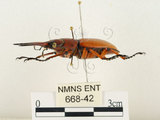 中文名:兩點鋸鍬形蟲(668-42)學名:Prosopocoilus blanchardi (Parry, 1873)(668-42)中文別名:雙紅鋸鍬形蟲