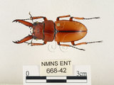 中文名:兩點鋸鍬形蟲(668-42)學名:Prosopocoilus blanchardi (Parry, 1873)(668-42)中文別名:雙紅鋸鍬形蟲