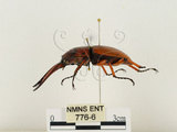 中文名:兩點鋸鍬形蟲(776-6)學名:Prosopocoilus blanchardi (Parry, 1873)(776-6)中文別名:雙紅鋸鍬形蟲
