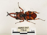 中文名:兩點鋸鍬形蟲(776-6)學名:Prosopocoilus blanchardi (Parry, 1873)(776-6)中文別名:雙紅鋸鍬形蟲
