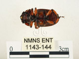 中文名:兩點鋸鍬形蟲(1143-144)學名:Prosopocoilus blanchardi (Parry, 1873)(1143-144)中文別名:雙紅鋸鍬形蟲