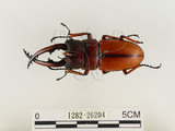 中文名:兩點鋸鍬形蟲(1282-26204)學名:Prosopocoilus blanchardi (Parry, 1873)(1282-26204)中文別名:雙紅鋸鍬形蟲