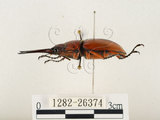 中文名:兩點鋸鍬形蟲(1282-26374)學名:Prosopocoilus blanchardi (Parry, 1873)(1282-26374)中文別名:雙紅鋸鍬形蟲