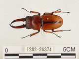 中文名:兩點鋸鍬形蟲(1282-26374)學名:Prosopocoilus blanchardi (Parry, 1873)(1282-26374)中文別名:雙紅鋸鍬形蟲
