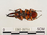 中文名:兩點鋸鍬形蟲(1282-26714)學名:Prosopocoilus blanchardi (Parry, 1873)(1282-26714)中文別名:雙紅鋸鍬形蟲