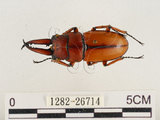 中文名:兩點鋸鍬形蟲(1282-26714)學名:Prosopocoilus blanchardi (Parry, 1873)(1282-26714)中文別名:雙紅鋸鍬形蟲