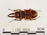 中文名:兩點鋸鍬形蟲(1282-26658)學名:Prosopocoilus blanchardi (Parry, 1873)(1282-26658)中文別名:雙紅鋸鍬形蟲