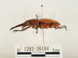 中文名:兩點鋸鍬形蟲(1282-26104)學名:Prosopocoilus blanchardi (Parry, 1873)(1282-26104)中文別名:雙紅鋸鍬形蟲