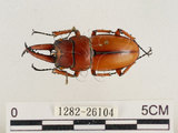中文名:兩點鋸鍬形蟲(1282-26104)學名:Prosopocoilus blanchardi (Parry, 1873)(1282-26104)中文別名:雙紅鋸鍬形蟲