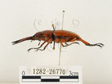 中文名:兩點鋸鍬形蟲(1282-26770)學名:Prosopocoilus blanchardi (Parry, 1873)(1282-26770)中文別名:雙紅鋸鍬形蟲