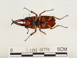 中文名:兩點鋸鍬形蟲(1282-26770)學名:Prosopocoilus blanchardi (Parry, 1873)(1282-26770)中文別名:雙紅鋸鍬形蟲
