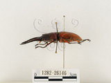 中文名:兩點鋸鍬形蟲(1282-26146)學名:Prosopocoilus blanchardi (Parry, 1873)(1282-26146)中文別名:雙紅鋸鍬形蟲