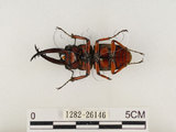 中文名:兩點鋸鍬形蟲(1282-26146)學名:Prosopocoilus blanchardi (Parry, 1873)(1282-26146)中文別名:雙紅鋸鍬形蟲