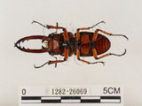 中文名:兩點鋸鍬形蟲(1282-26069)學名:Prosopocoilus blanchardi (Parry, 1873)(1282-26069)中文別名:雙紅鋸鍬形蟲