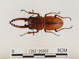 中文名:兩點鋸鍬形蟲(1282-26069)學名:Prosopocoilus blanchardi (Parry, 1873)(1282-26069)中文別名:雙紅鋸鍬形蟲
