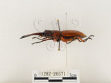 中文名:兩點鋸鍬形蟲(1282-26571)學名:Prosopocoilus blanchardi (Parry, 1873)(1282-26571)中文別名:雙紅鋸鍬形蟲