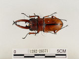 中文名:兩點鋸鍬形蟲(1282-26571)學名:Prosopocoilus blanchardi (Parry, 1873)(1282-26571)中文別名:雙紅鋸鍬形蟲