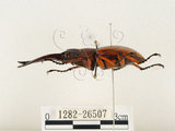 中文名:兩點鋸鍬形蟲(1282-26507)學名:Prosopocoilus blanchardi (Parry, 1873)(1282-26507)中文別名:雙紅鋸鍬形蟲