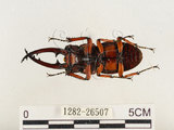 中文名:兩點鋸鍬形蟲(1282-26507)學名:Prosopocoilus blanchardi (Parry, 1873)(1282-26507)中文別名:雙紅鋸鍬形蟲