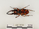 中文名:兩點鋸鍬形蟲(1282-26184)學名:Prosopocoilus blanchardi (Parry, 1873)(1282-26184)中文別名:雙紅鋸鍬形蟲