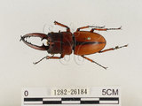 中文名:兩點鋸鍬形蟲(1282-26184)學名:Prosopocoilus blanchardi (Parry, 1873)(1282-26184)中文別名:雙紅鋸鍬形蟲