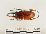 中文名:兩點鋸鍬形蟲(1282-26745)學名:Prosopocoilus blanchardi (Parry, 1873)(1282-26745)中文別名:雙紅鋸鍬形蟲