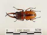 中文名:兩點鋸鍬形蟲(1282-26433)學名:Prosopocoilus blanchardi (Parry, 1873)(1282-26433)中文別名:雙紅鋸鍬形蟲