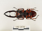 中文名:兩點鋸鍬形蟲(1282-26742)學名:Prosopocoilus blanchardi (Parry, 1873)(1282-26742)中文別名:雙紅鋸鍬形蟲