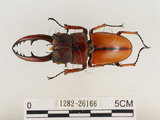 中文名:兩點鋸鍬形蟲(1282-26166)學名:Prosopocoilus blanchardi (Parry, 1873)(1282-26166)中文別名:雙紅鋸鍬形蟲