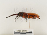 中文名:兩點鋸鍬形蟲(1282-25971)學名:Prosopocoilus blanchardi (Parry, 1873)(1282-25971)中文別名:雙紅鋸鍬形蟲